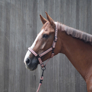 Lami-Cell Charming Headcollar| Online For Equine