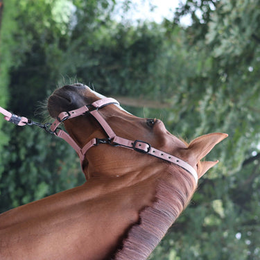 Lami-Cell Charming Headcollar| Online For Equine