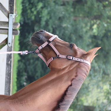 Lami-Cell Charming Headcollar| Online For Equine
