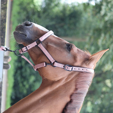 Lami-Cell Charming Headcollar| Online For Equine
