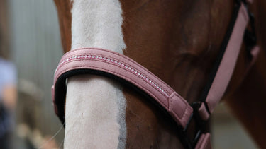 Lami-Cell Charming Headcollar| Online For Equine