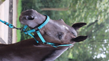 Lami-Cell Charming Lead Rope| Online For Equine