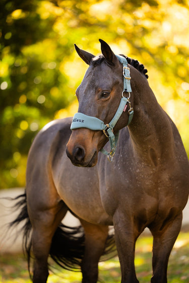 LeMieux Aloe Breakaway Vogue Headcollar & Leadrope Aloe| Online For Equine