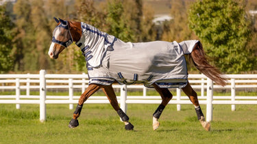 Buy LeMieux Arika Armour-Tek Fly Rug| Online for Equine