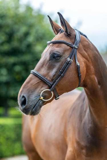 LeMieux Arika Cavesson Bridle Brown/Silver| Online For Equine