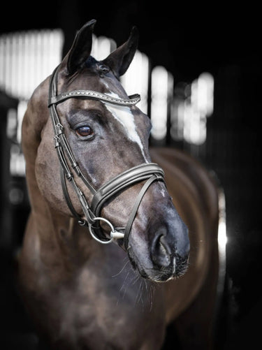 Buy Digby & Fox Bandana | Online for Equine