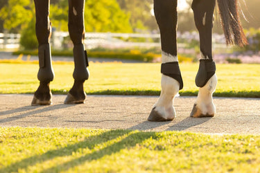 LeMieux Arika Fetlock Boot Black| Online For Equine