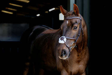 LeMieux Arika Grackle Bridle Havana/Silver| Online For Equine