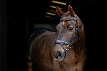 LeMieux Arika Split Noseband Bridle Brown/Silver| Online For Equine