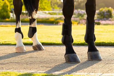 LeMieux Arika Tendon Boot Black| Online For Equine
