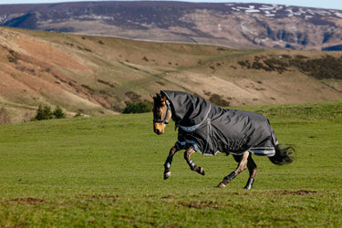 LeMieux Black Kudos Neo-Turnout Rug 100g Black| Online For Equine