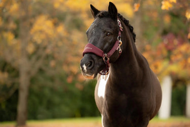 LeMieux Bramble Breakaway Vogue Headcollar & Leadrope| Online For Equine