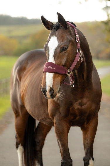 LeMieux Bramble Breakaway Vogue Headcollar & Leadrope| Online For Equine
