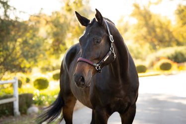 LeMieux Bramble Capella Headcollar Bramble| Online For Equine