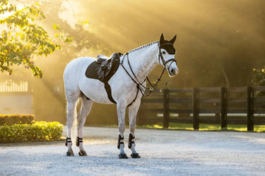 LeMieux Brilliance Close Contact Square Black| Online For Equine