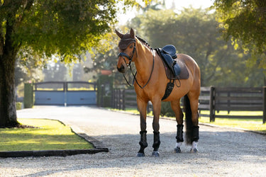 LeMieux Brilliance Dressage Square Espresso| Online For Equine