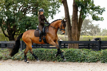 LeMieux Brilliance Dressage Square Espresso| Online For Equine