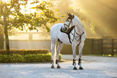 LeMieux Brilliance Fly Hood Black| Online For Equine