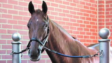 Buy LeMieux Bungie Tie-Up| Online for Equine