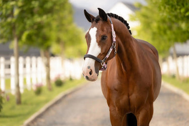 LeMieux Capella Headcollar Fondant| Online For Equine