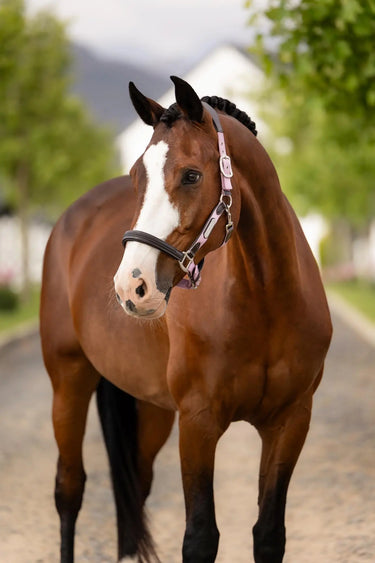 LeMieux Capella Headcollar Fondant| Online For Equine