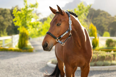 LeMieux Capella Headcollar Powder Blue| Online For Equine