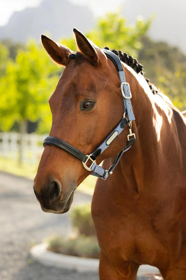 LeMieux Capella Headcollar Powder Blue| Online For Equine
