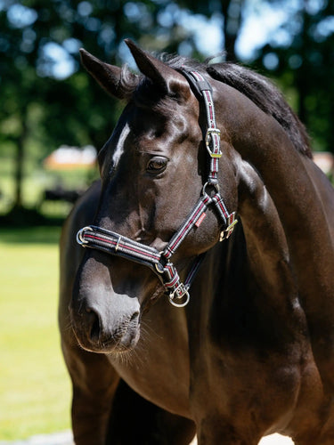 LeMieux Cavesson Lunge Headcollar Black| Online For Equine