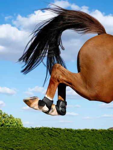 LeMieux Compliant Fetlock Boot Black| Online For Equine