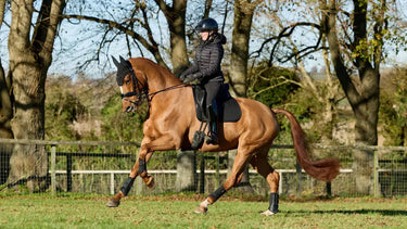 LeMieux Cotton Dressage Square Black| Online For Equine