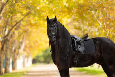 LeMieux Essence Dressage Square Black| Online For Equine