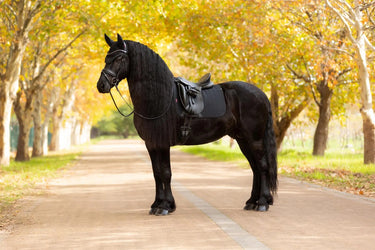 LeMieux Essence Dressage Square Black| Online For Equine