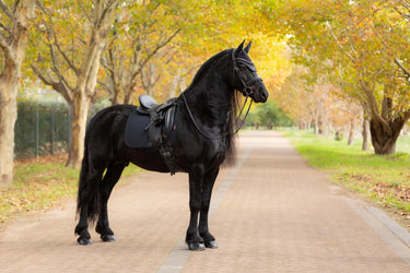 LeMieux Essence Dressage Square Black| Online For Equine