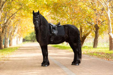 LeMieux Essence Dressage Square Black| Online For Equine