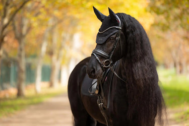 LeMieux Essence Fly Hood Black| Online For Equine