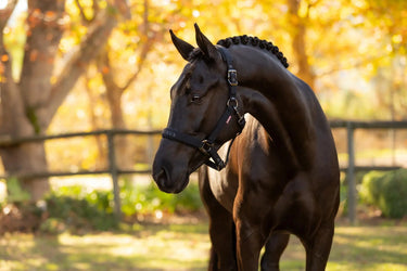 LeMieux Essence Headcollar Black| Online For Equine