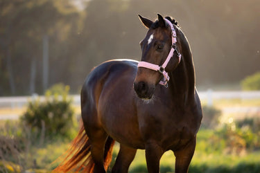 LeMieux Essence Headcollar Fondant| Online For Equine