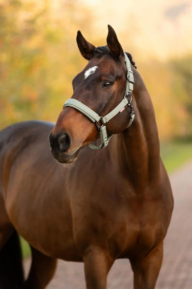 LeMieux Essence Headcollar Rosemary| Online For Equine