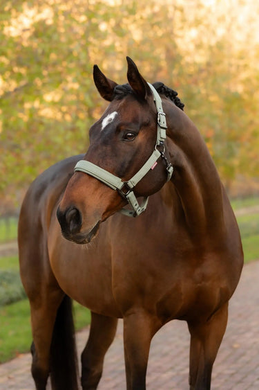 LeMieux Essence Headcollar Rosemary| Online For Equine