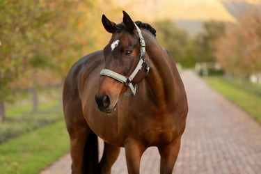 LeMieux Essence Headcollar Rosemary| Online For Equine