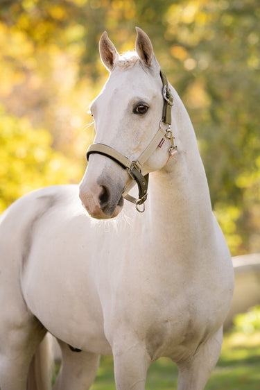 LeMieux Gooseberry/Pear/Petal Medley Headcollar Gooseberry/Pear/Petal| Online For Equine