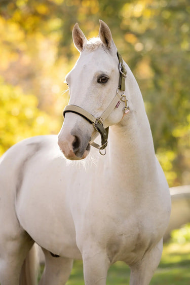 LeMieux Gooseberry/Pear/Petal Medley Headcollar Gooseberry/Pear/Petal| Online For Equine