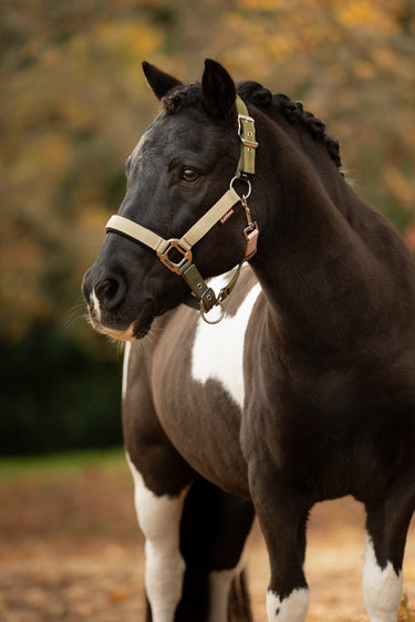 LeMieux Gooseberry/Pear/Petal Medley Headcollar Gooseberry/Pear/Petal| Online For Equine