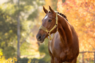 LeMieux Gooseberry Vogue Headcollar & Leadrope Gooseberry| Online For Equine