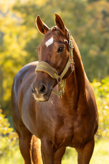 LeMieux Gooseberry Vogue Headcollar & Leadrope Gooseberry| Online For Equine