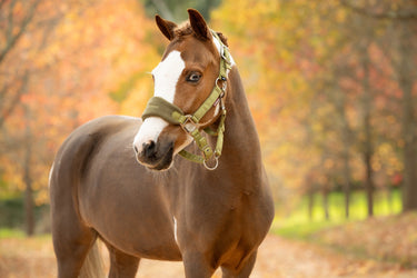 LeMieux Gooseberry Vogue Headcollar & Leadrope Gooseberry| Online For Equine