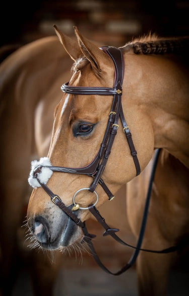 Buy LeMieux Grackle Bridle| Online for Equine