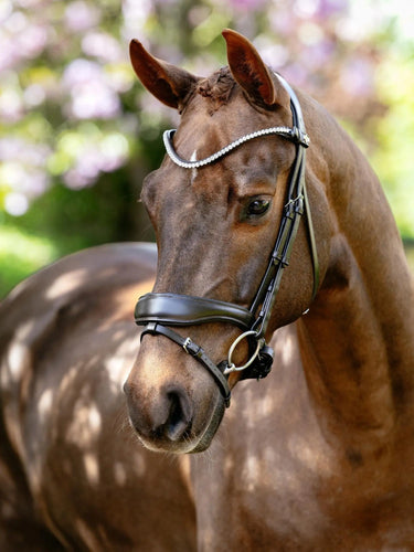 LeMieux Kudos Anatomic Dressage Bridle Brown| Online For Equine