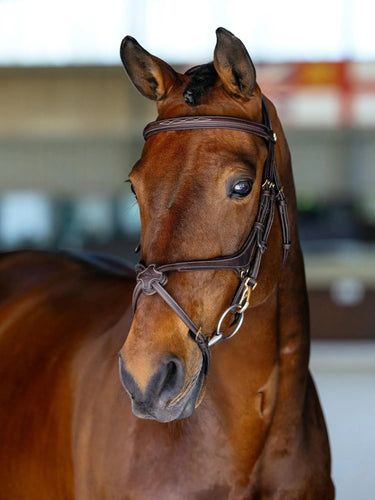 LeMieux Kudos Grackle Work Bridle Brown| Online For Equine