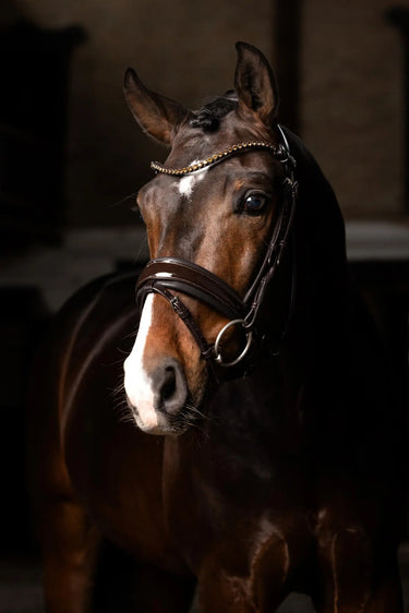 LeMieux Kudos Patent Dressage Bridle Brown| Online For Equine